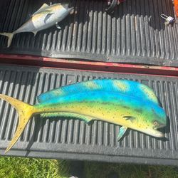 Mahi Mahi (Dorado) Fish Replica Wall Mount – Large & Colorful