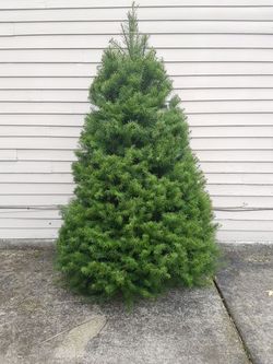 Christmas tree and delivery