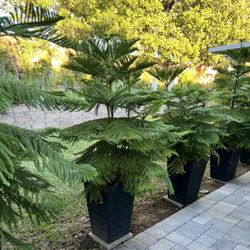 Norfolk Island pine 