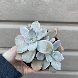 4” succulent
