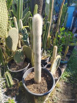 Oh man cactus plant