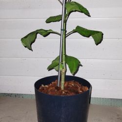 Leaf Of Life Plant 
