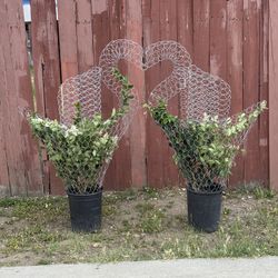 Swan Topiaries With Plants 