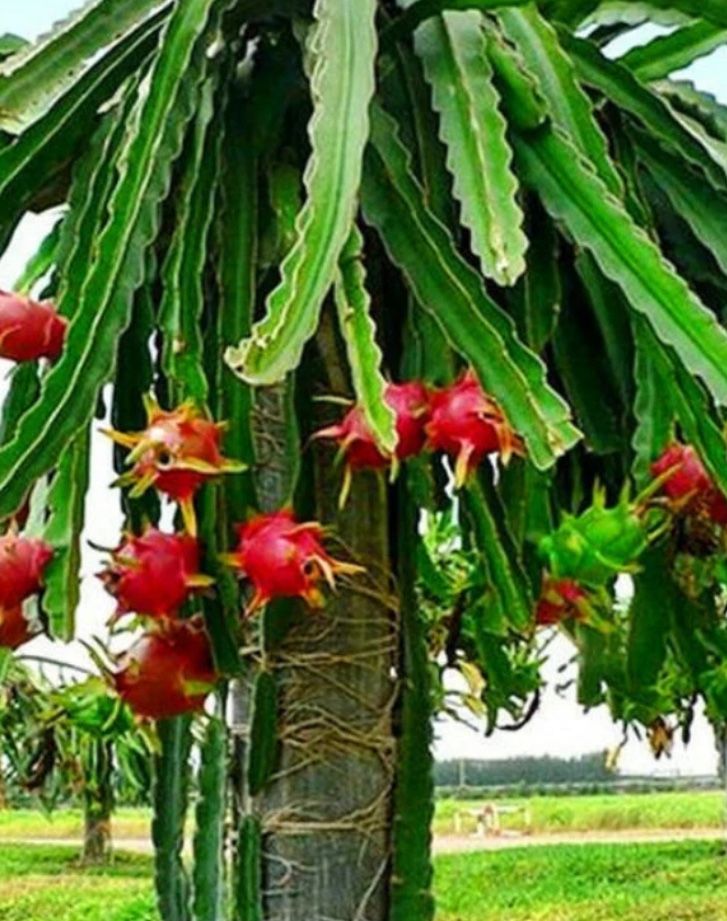 Red Dragon Fruit 🪴🌵