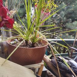 Lot Of Gardening Stuff 