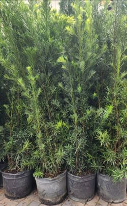 Beautiful Podocarpus Plants For Inmediate Privacy!!! 5 feet Tall Measurements Over The Pot! Fertilized