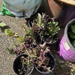 Chocolate Mint, Raspberry Starts 