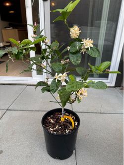 Meyer Lemon Plant