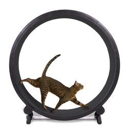 Cat Wheel - OneFastCat