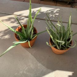 Aloe Plants In Clay Pots