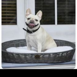 Brand New Dog Bed
