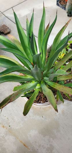 Huge 32" high Agave Plant