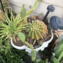 Plants for sale, big two week Sale