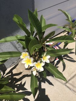 Plumerias cada una $35 ya tienen raíces