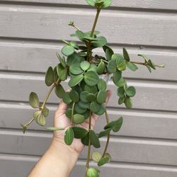 4” Trailing Peperomia Hope