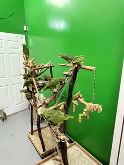 Estantes Manzanita Para Loros