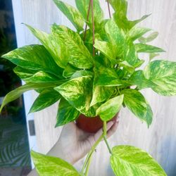 Neon Pothos Plants
