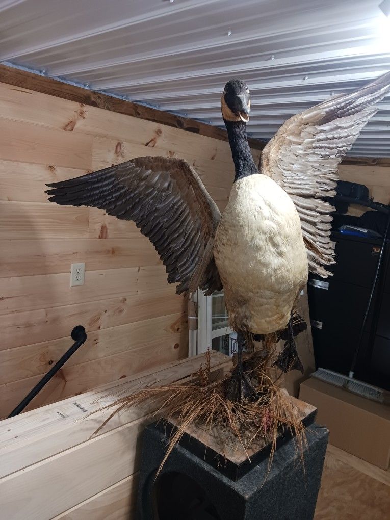 Nice Taxidermy Mount