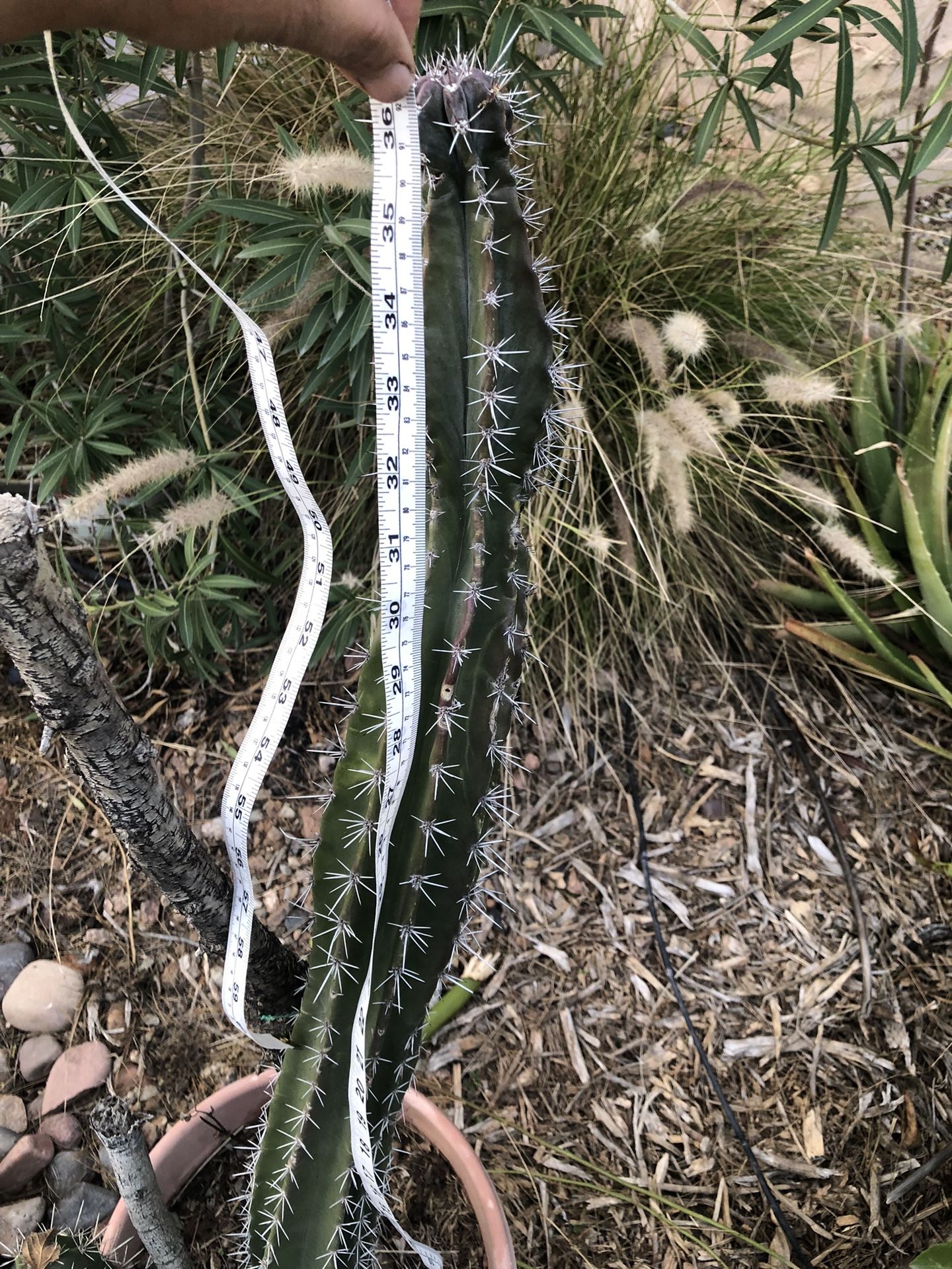 Gray Ghost Organ Pipe Cactus