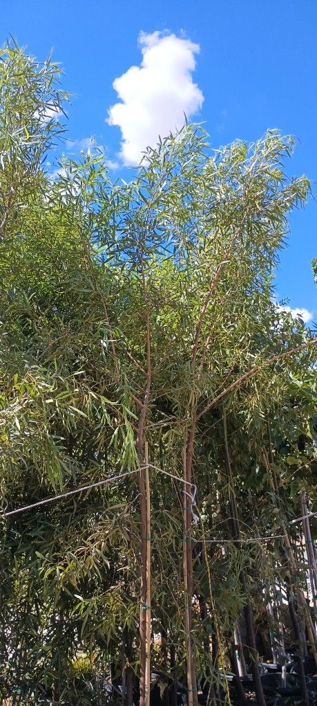 África Sumac Trees. Lawn & Garden