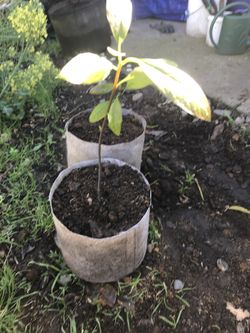 Haas Avocado Tree