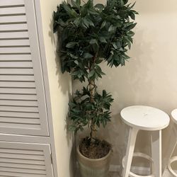 Artificial Ficus 