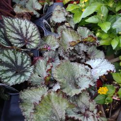Begonia 