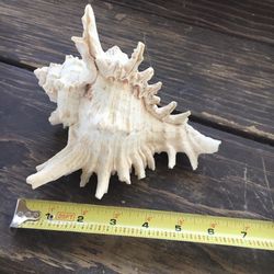 LARGE Sea Shell