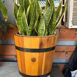 Sansevieria plant