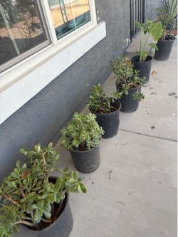 Succulents plants 🪴 $15.00 each located in Hesperia CA