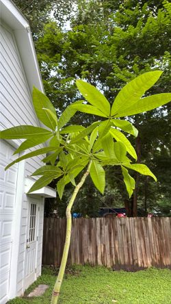 32” money tree