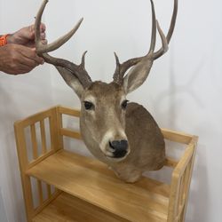 Hibler’s Deer Mount