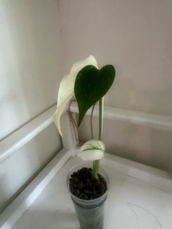 Monstera White Monster
