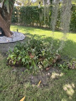 Staghorn Fern Large