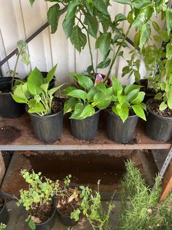 Pothos plants