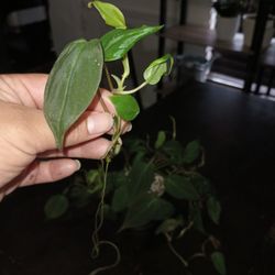 Philodendron Micans Cutting With Roots 