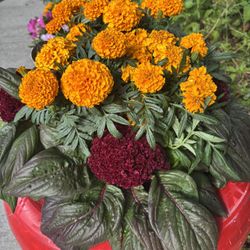 Cempasúchil Simpasuchil Flor De Muerto
