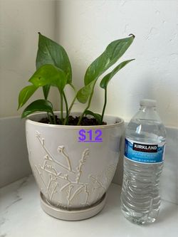 🌱 plant 🪴
