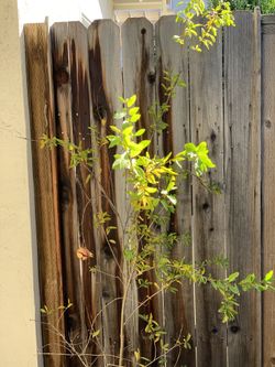 Over 6 FT Tall Organic Large Fruiting Pomegranate Fruit Tree in 5 Gallon Pot Live Plant   Located near Shell gas station 1601 North Capitol Ave, San J