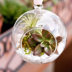 Succulent terrarium