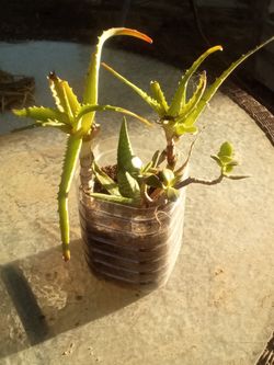 Mixed Succulent Pot 🌵 Aloe & Jade • Low Maintenance
Maceta de Suculentas 🌵 Aloe y Jade