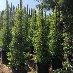 Ficus Trees