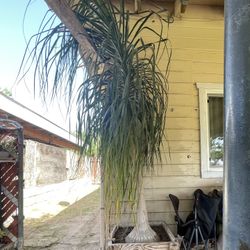 Huge Ponytail Palm Plant