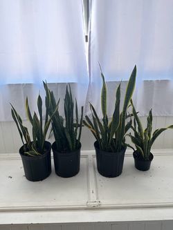 Snake plants