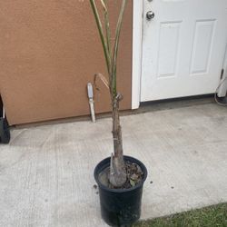 Palm Tree