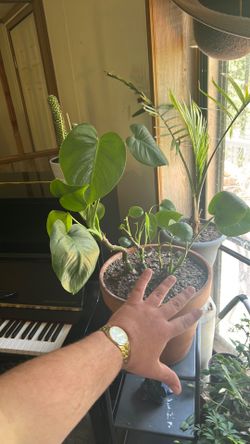 Large Monstera