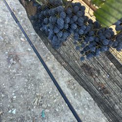 Malbec Grape Plants