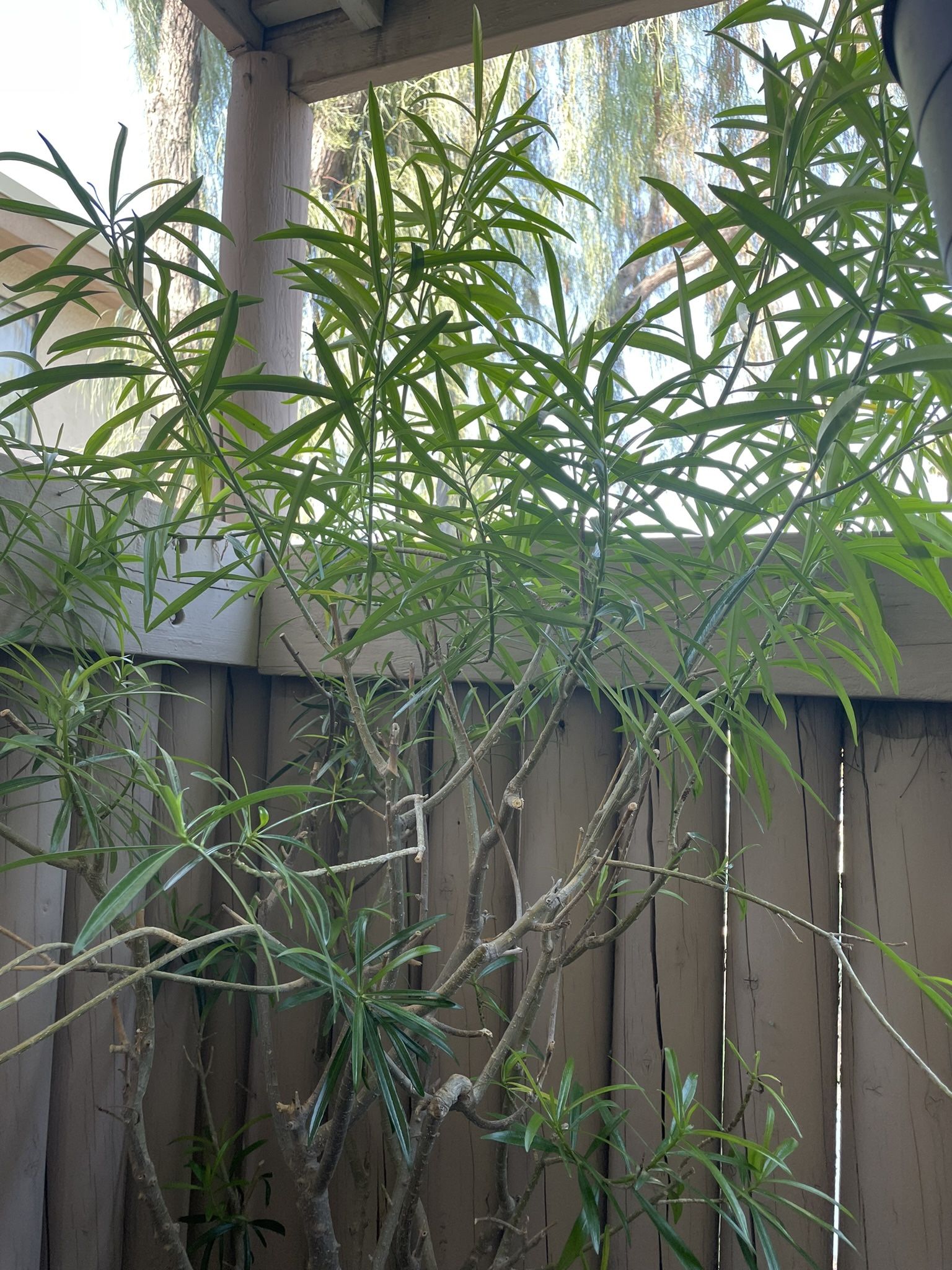 Mature Appx. 6ft Japanese Yellow Oleander Tree in Pot