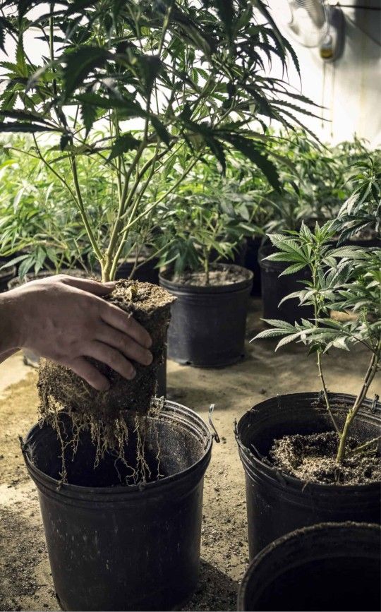 Mary Jane clones & seeds