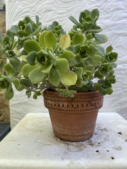 Succulent with pot